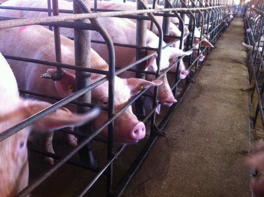 Proposition 12- Animal Welfare Movement Gone Wrong