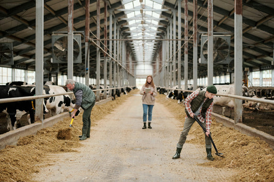 The Harsh Reality behind Running a Dairy in California- New Policies Pushing Out Generational Family Farms
